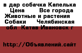 в дар собачка Капелька › Цена ­ 1 - Все города Животные и растения » Собаки   . Челябинская обл.,Катав-Ивановск г.